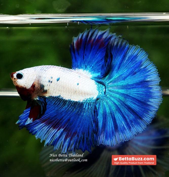 HM Blue Dragon Scales (First Blue one in the world) - Image 4