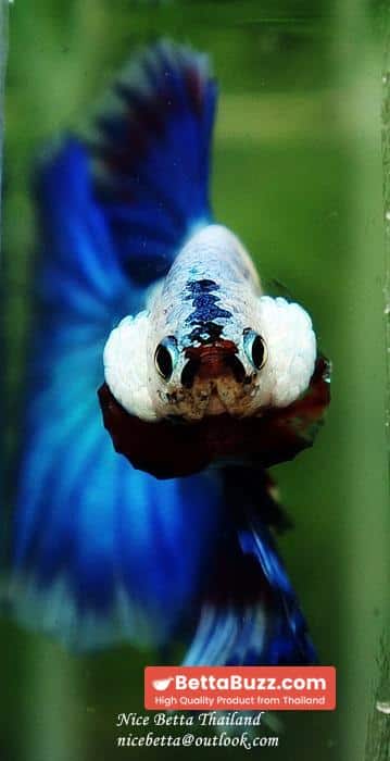 HM Blue Dragon Scales (First Blue one in the world) - Image 13