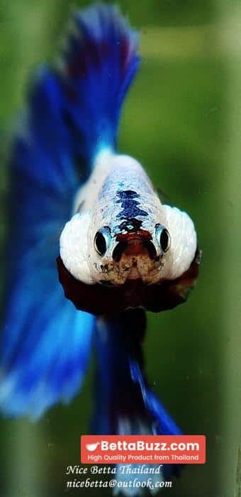 HM Blue Dragon Scales (First Blue one in the world) - Image 14