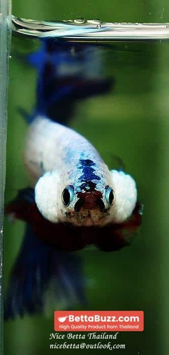 HM Blue Dragon Scales (First Blue one in the world) - Image 15