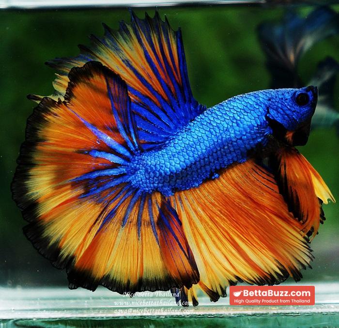 Betta fish OHM Blue Dragon Mustard Sky Hawk - Image 2