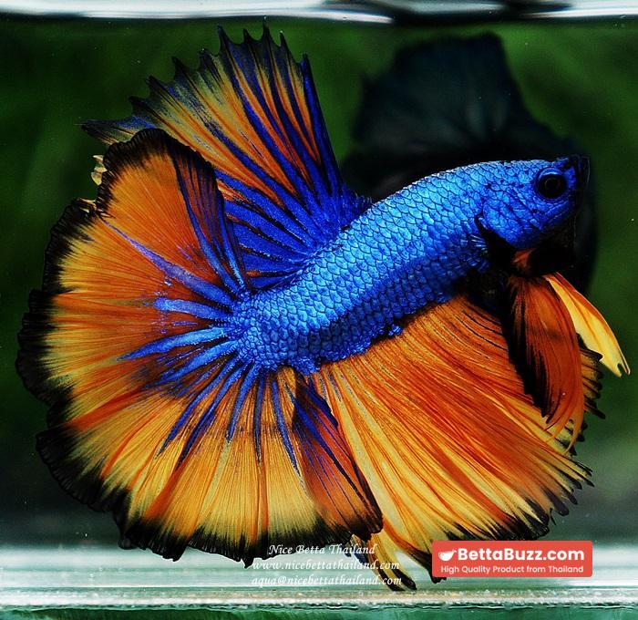 Betta fish OHM Blue Dragon Mustard Sky Hawk - Image 4