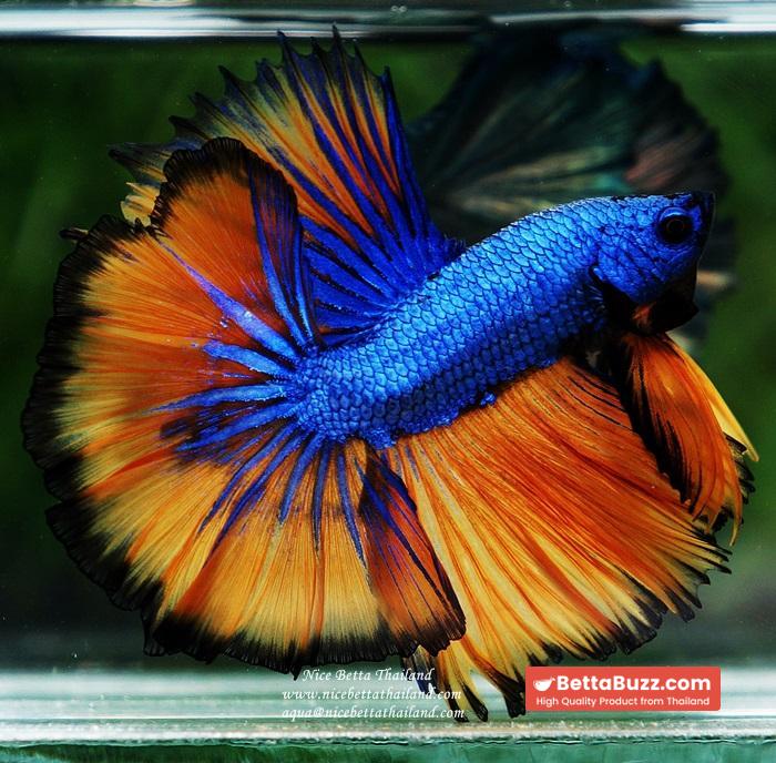 Betta fish OHM Blue Dragon Mustard Sky Hawk - Image 8