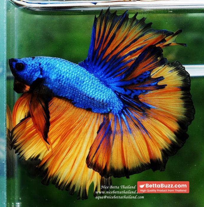 Betta fish OHM Blue Dragon Mustard Sky Hawk - Image 3