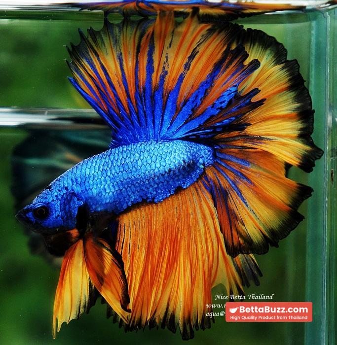 Betta fish OHM Blue Dragon Mustard Sky Hawk - Image 7