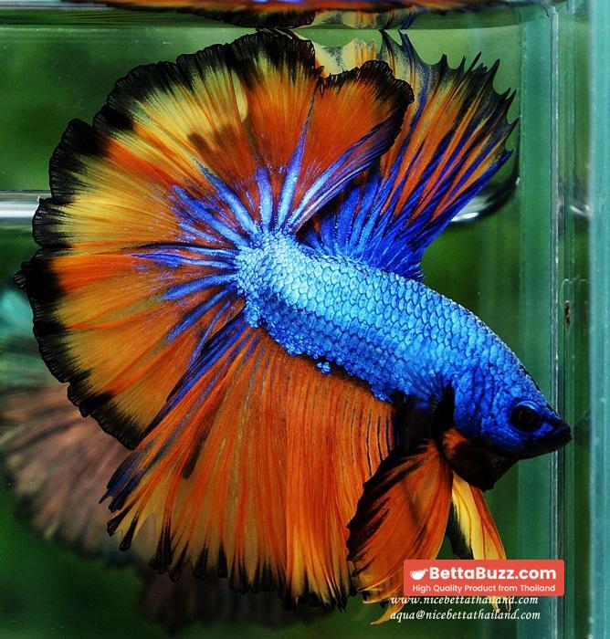 Betta fish OHM Blue Dragon Mustard Sky Hawk - Image 6