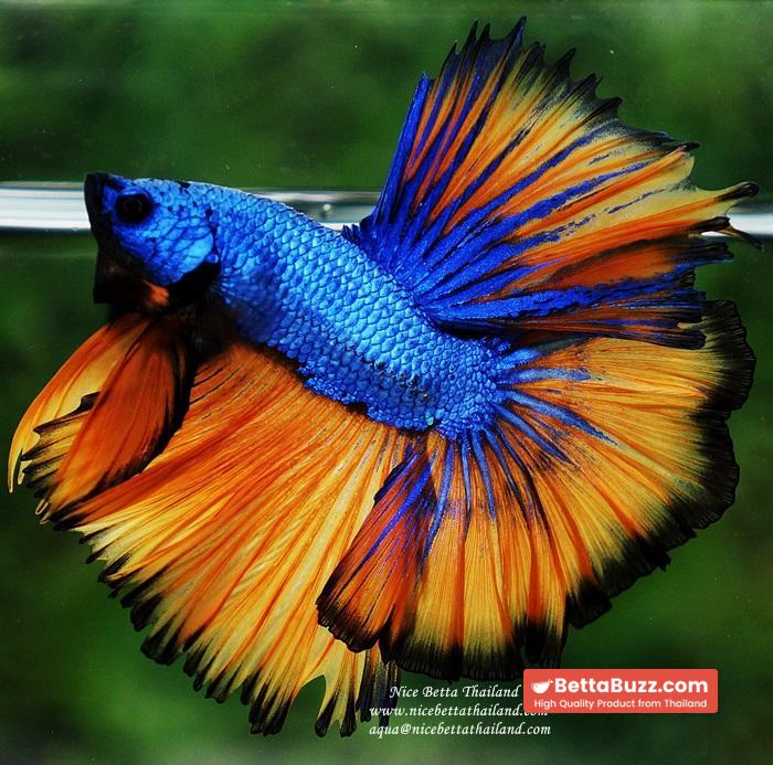 Betta fish OHM Blue Dragon Mustard Sky Hawk - Image 5