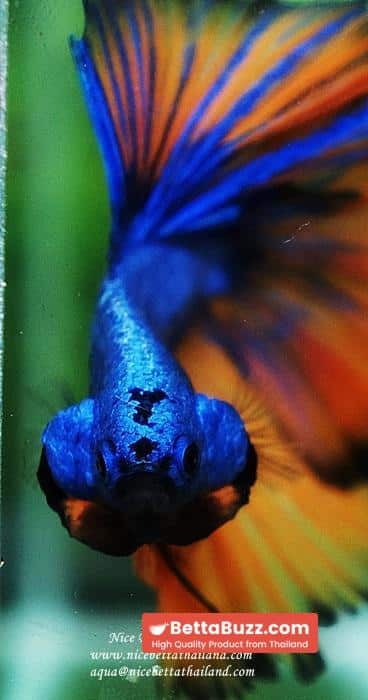 Betta fish OHM Blue Dragon Mustard Sky Hawk - Image 9