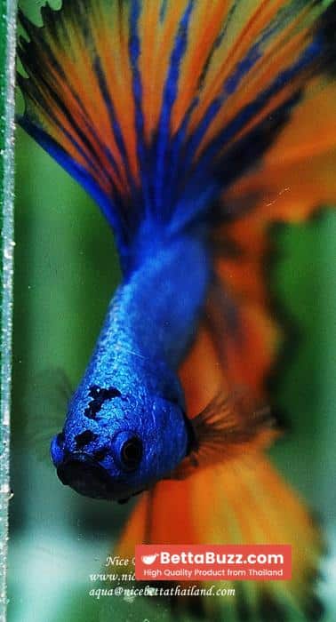 Betta fish OHM Blue Dragon Mustard Sky Hawk - Image 10