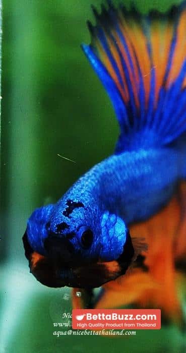 Betta fish OHM Blue Dragon Mustard Sky Hawk - Image 11