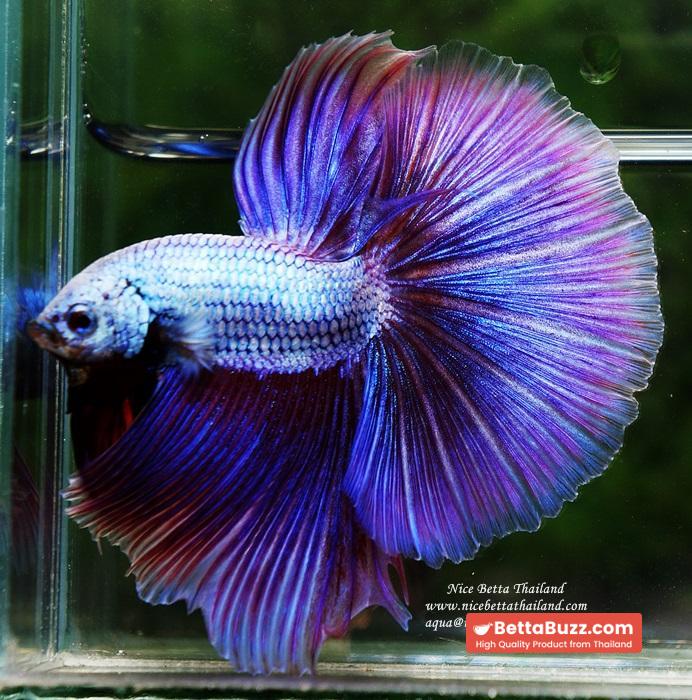 OHM Prince Royal Lavender (Metallic Purple) - Image 6