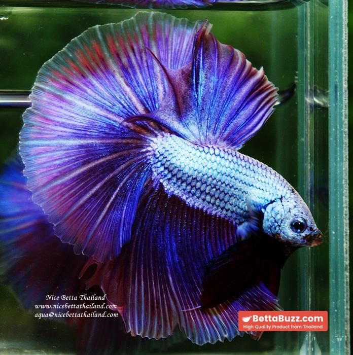 OHM Prince Royal Lavender (Metallic Purple) - Image 5