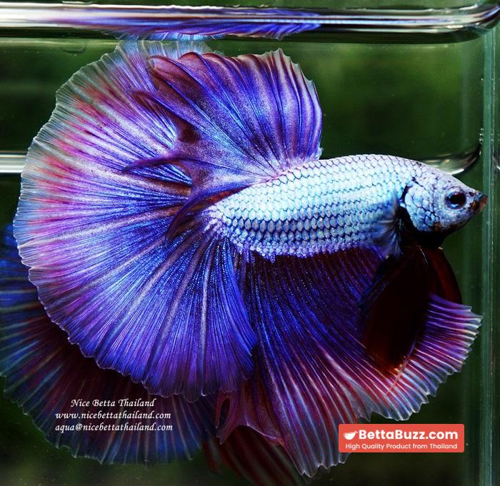 OHM Prince Royal Lavender (Metallic Purple) - Image 3