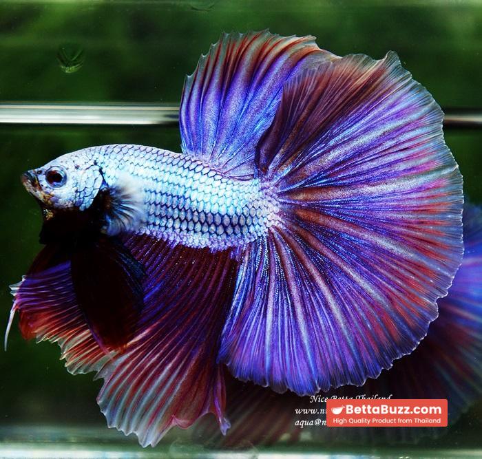 OHM Prince Royal Lavender (Metallic Purple) - Image 7