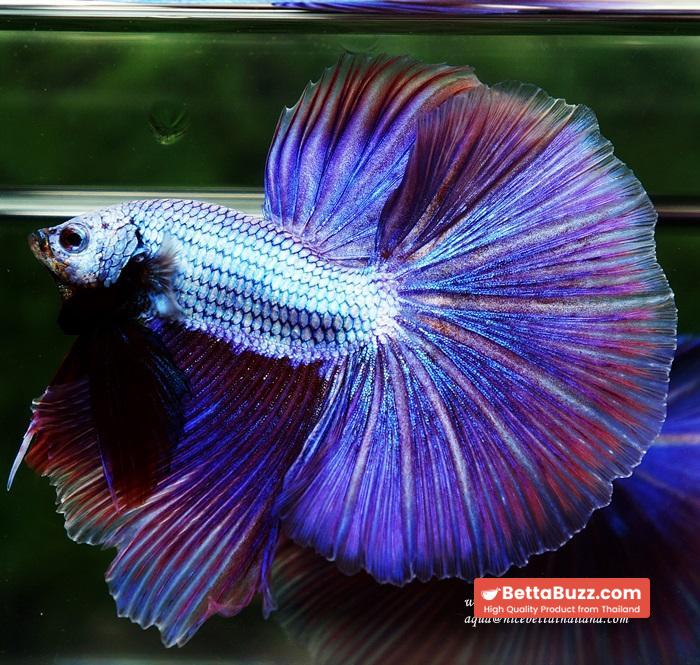 OHM Prince Royal Lavender (Metallic Purple) - Image 2