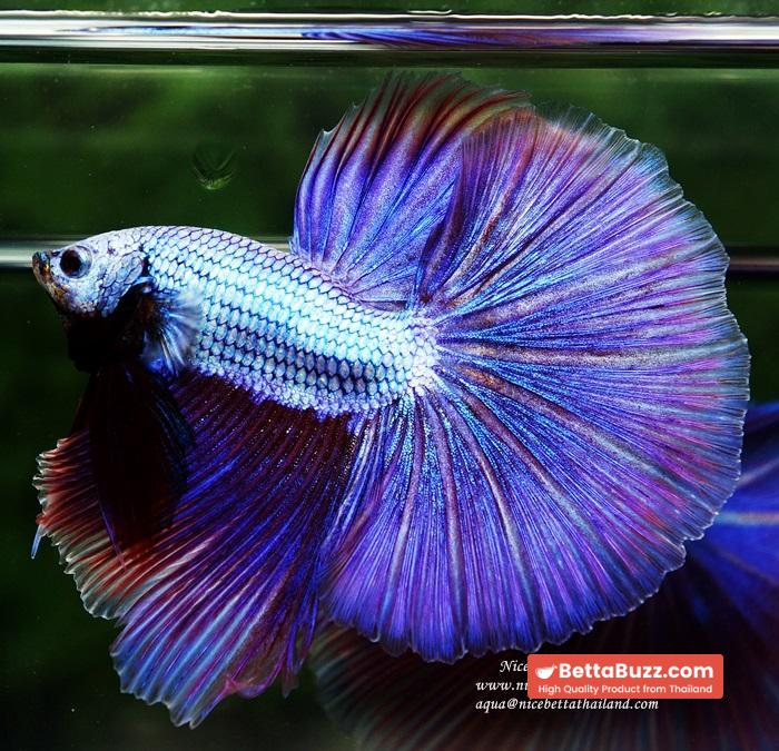 OHM Prince Royal Lavender (Metallic Purple) - Image 4