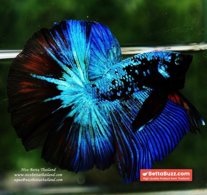 Betta fish OHM King of Dark Blue Eyes Avatar (Rare first long fin avatar in the world) - Image 2