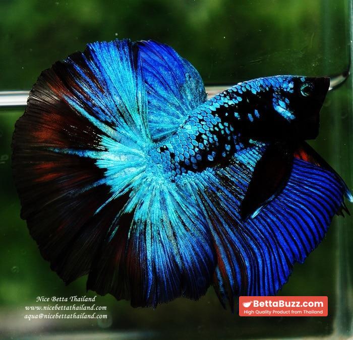 Betta fish OHM King of Dark Blue Eyes Avatar (Rare first long fin avatar in the world) - Image 6
