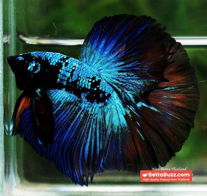 Betta fish OHM King of Dark Blue Eyes Avatar (Rare first long fin avatar in the world) - Image 5