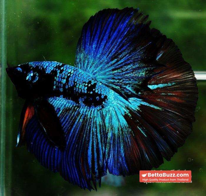 Betta fish OHM King of Dark Blue Eyes Avatar (Rare first long fin avatar in the world) - Image 3