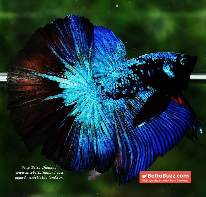 Betta fish OHM King of Dark Blue Eyes Avatar (Rare first long fin avatar in the world) - Image 4