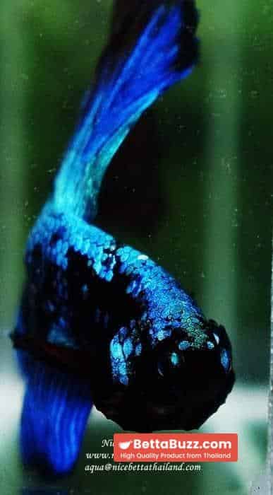 Betta fish OHM King of Dark Blue Eyes Avatar (Rare first long fin avatar in the world) - Image 7
