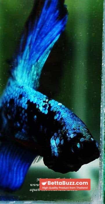 Betta fish OHM King of Dark Blue Eyes Avatar (Rare first long fin avatar in the world) - Image 8