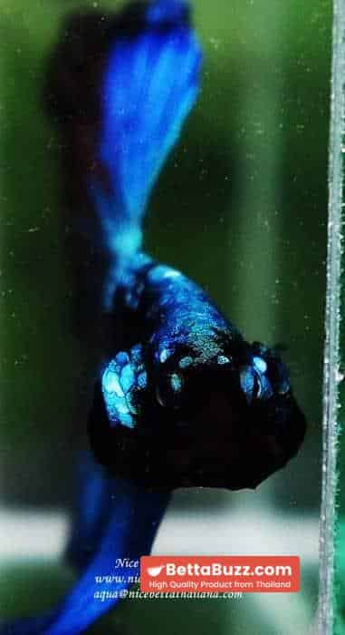 Betta fish OHM King of Dark Blue Eyes Avatar (Rare first long fin avatar in the world) - Image 9