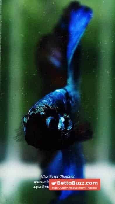 Betta fish OHM King of Dark Blue Eyes Avatar (Rare first long fin avatar in the world) - Image 10