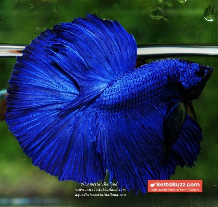 Betta fish OHM Super Royal Blue - Image 5
