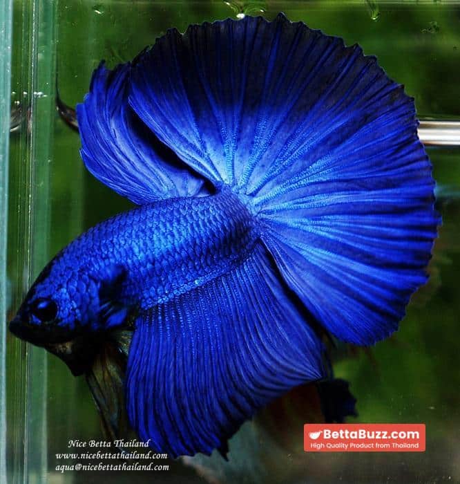 Betta fish OHM Super Royal Blue - Image 6