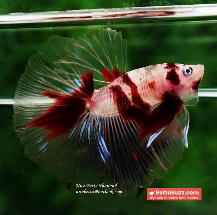 Betta fish HM Classic Red Koi - Image 6