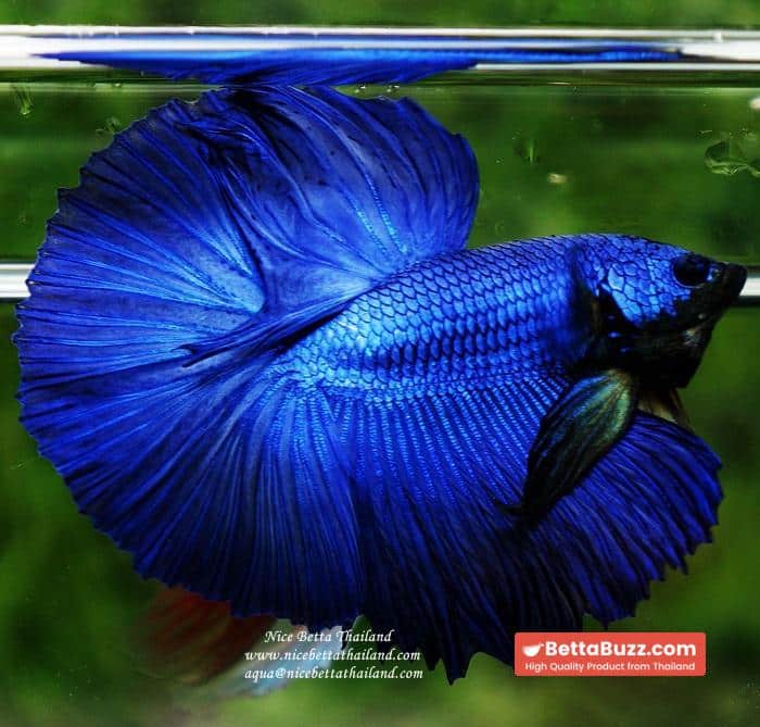 Betta fish OHM Super Royal Blue - Image 7