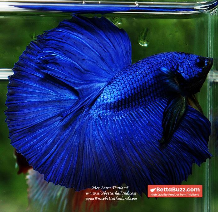 Betta fish OHM Super Royal Blue - Image 9
