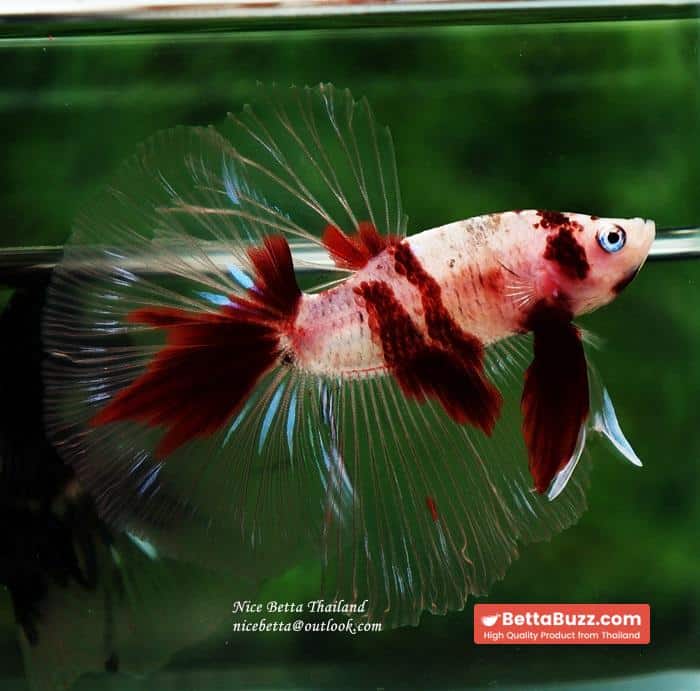Betta fish HM Classic Red Koi - Image 4