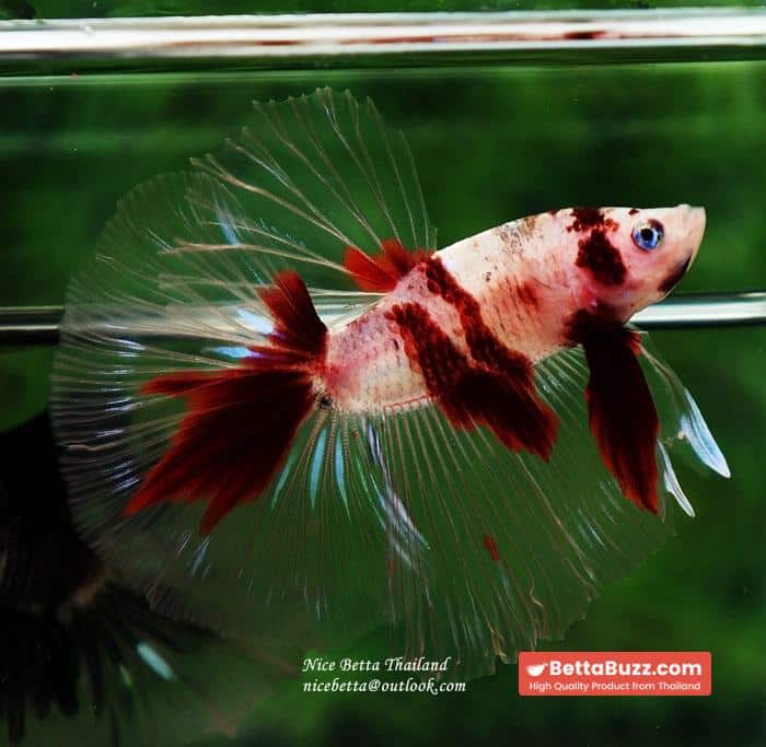 Betta fish HM Classic Red Koi - Image 2