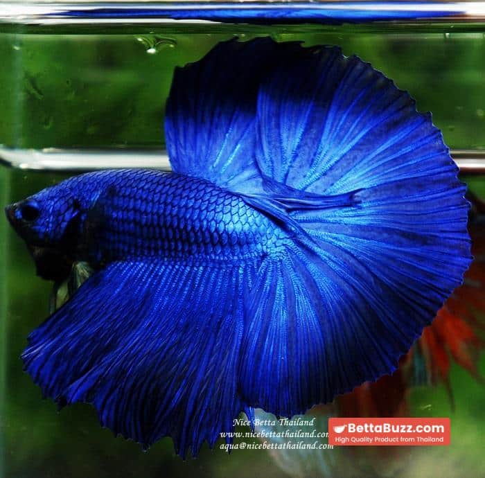 Betta fish OHM Super Royal Blue - Image 4