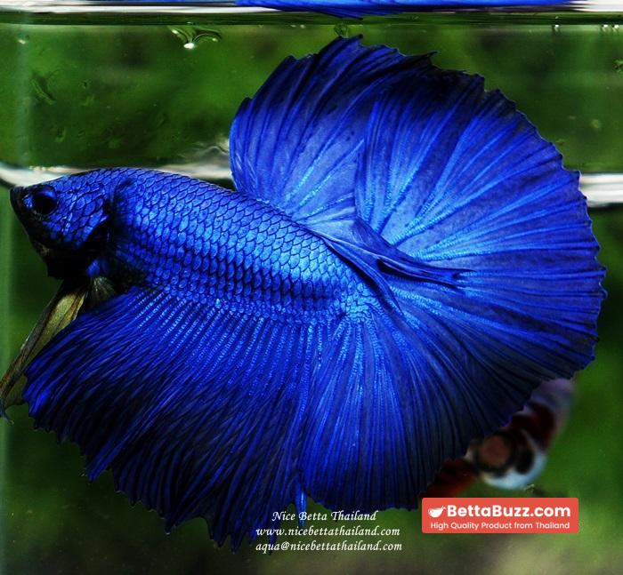 Betta fish OHM Super Royal Blue - Image 8