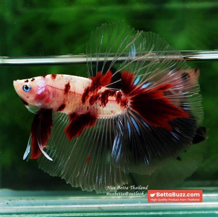 Betta fish HM Classic Red Koi - Image 3