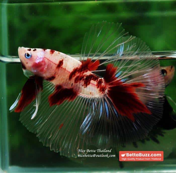 Betta fish HM Classic Red Koi - Image 5