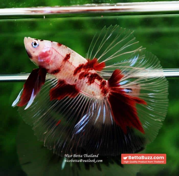 Betta fish HM Classic Red Koi - Image 7