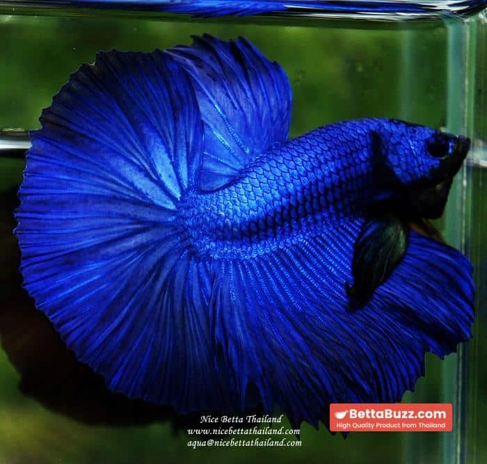 Betta fish OHM Super Royal Blue - Image 3