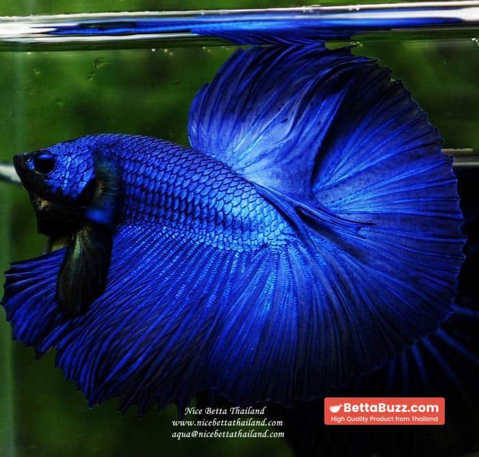 Betta fish OHM Super Royal Blue - Image 2