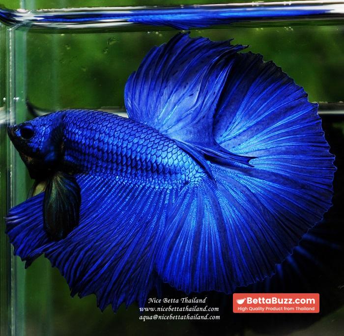 Betta fish OHM Super Royal Blue - Image 10