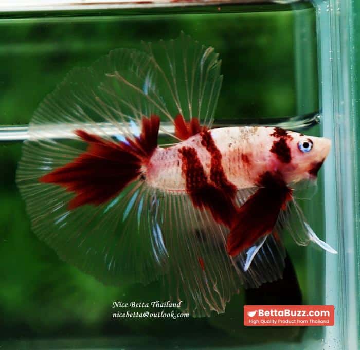 Betta fish HM Classic Red Koi - Image 8