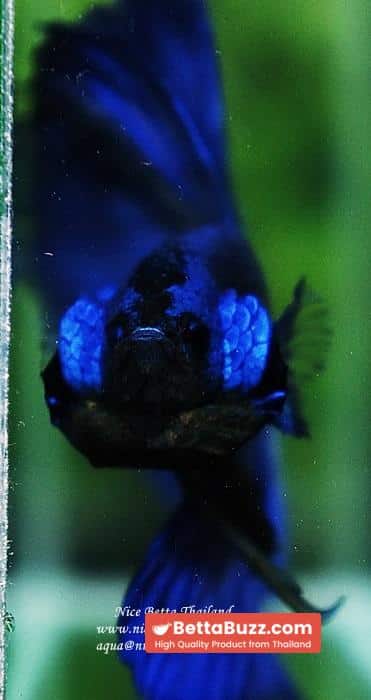 Betta fish OHM Super Royal Blue - Image 11