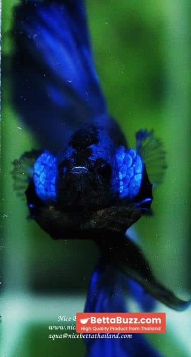 Betta fish OHM Super Royal Blue - Image 12