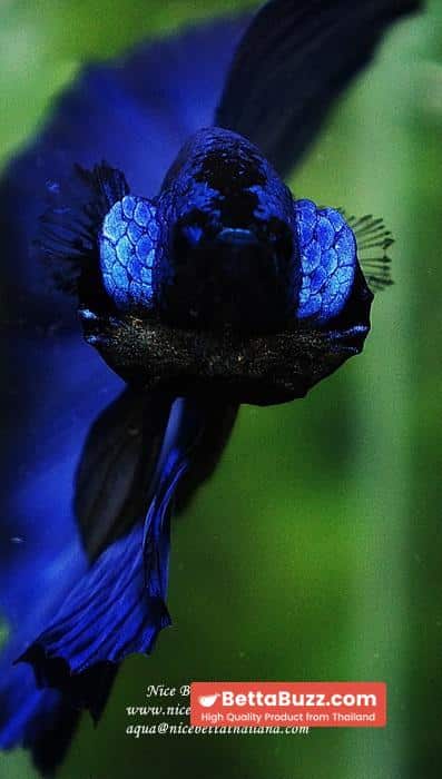 Betta fish OHM Super Royal Blue - Image 13