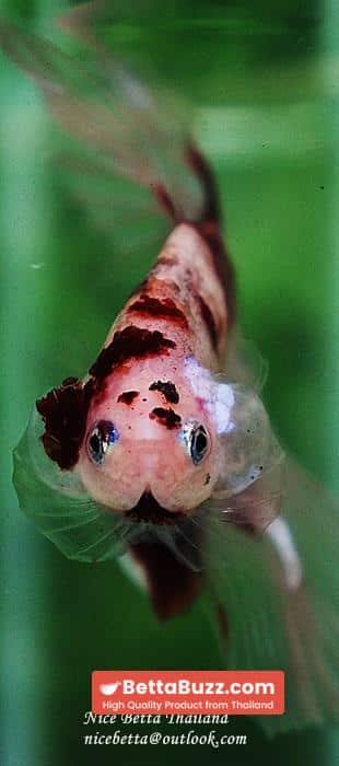 Betta fish HM Classic Red Koi - Image 9