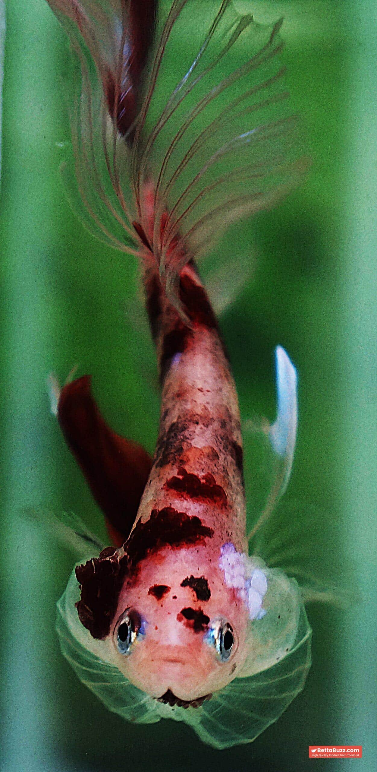 Betta fish HM Classic Red Koi - Image 10